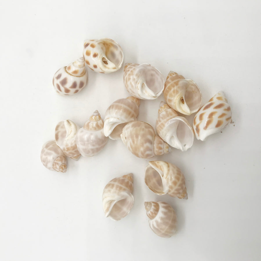 All Kinds Of Shell Pendant  With Hole